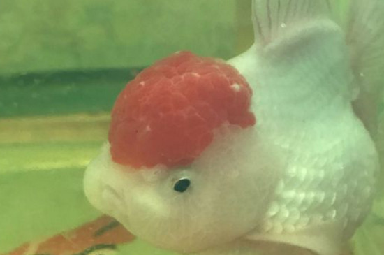 鸿运当头金鱼炸鳞了怎么办?
