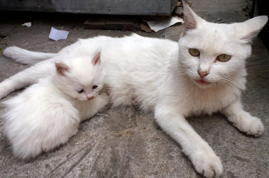 小猫吐了没精神怎么办