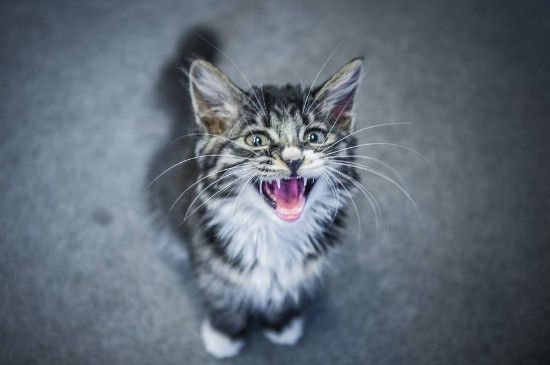怎样驯服特别凶的猫