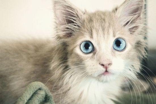 猫在怀里睡觉是信任吗