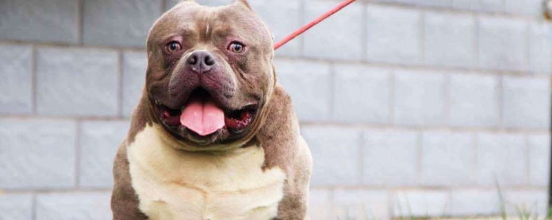 恶霸犬认几个主人