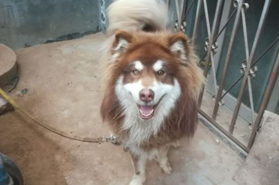 狗狗打狂犬疫苗免费吗