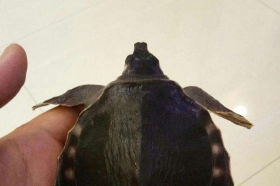猪鼻龟蒙眼能自愈吗