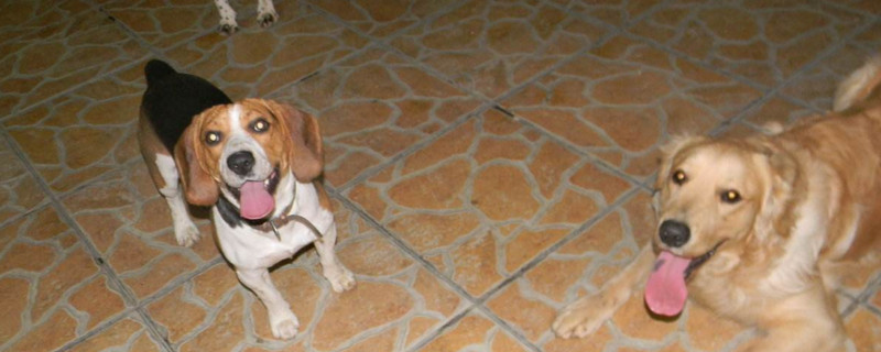 新生幼犬一直张嘴喘气