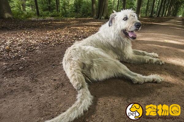 爱尔兰猎狼犬十分高大，能独自驱赶并击败野狼