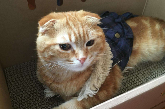 猫尿道炎吃什么药
