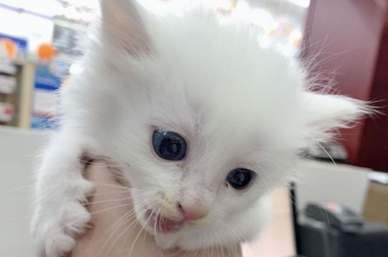 猫肚子里摸到圆形硬物