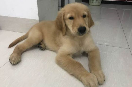 狗狗不舒服有哪些症状