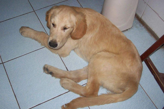 杜高犬适合家养吗