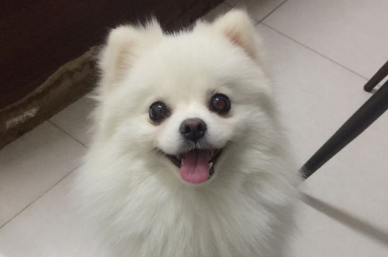 博美一生认几个主人