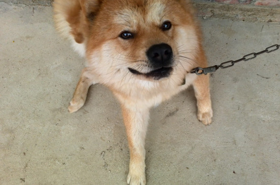 不养日本柴犬的理由