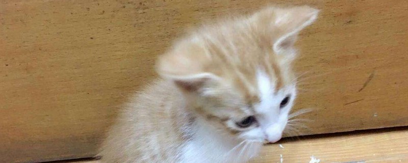 小猫一个月可以断奶吗