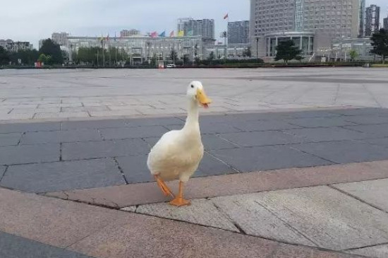 宠物鸭认识主人吗