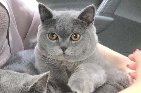 小猫咬人的时候蹬腿