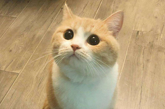 猫流口水是怎么回事