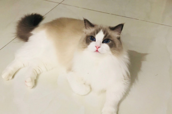 布偶猫喜欢你的表现