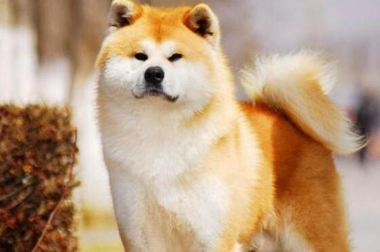秋田犬为什么禁养