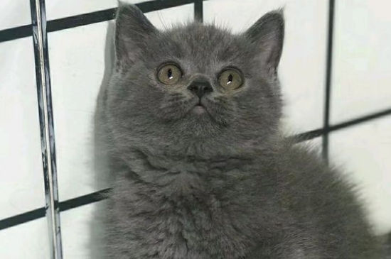 小猫出生多久可以碰