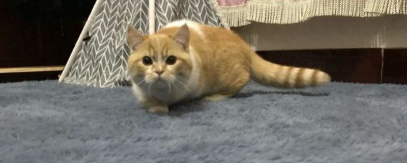 猫做错事会认错吗