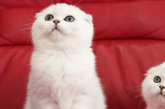 折耳猫软骨病能活多久