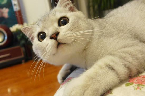 猫坐车一直张嘴喘气