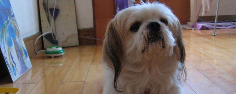 西施犬体味大吗