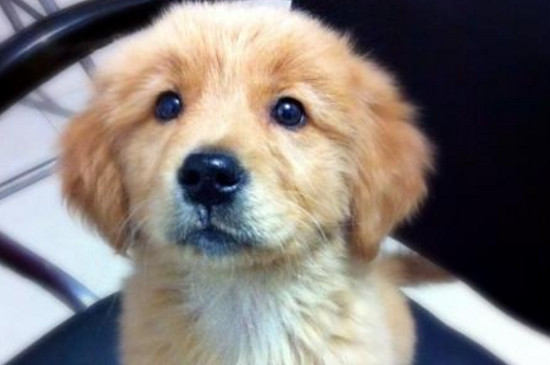 狗狗打了狂犬疫苗咬人有事吗