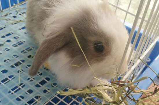家里养兔子要打疫苗吗