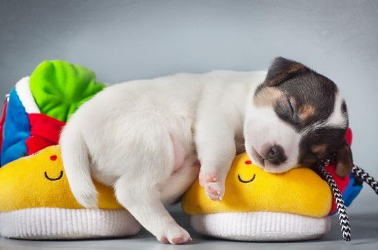 成年狗能吃幼犬狗粮吗