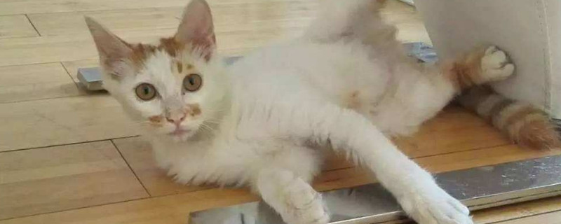猫身上扒开毛有小黑点