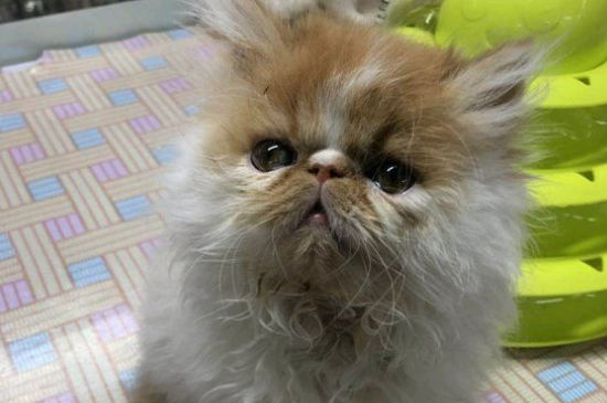 两只公猫可以一起养吗