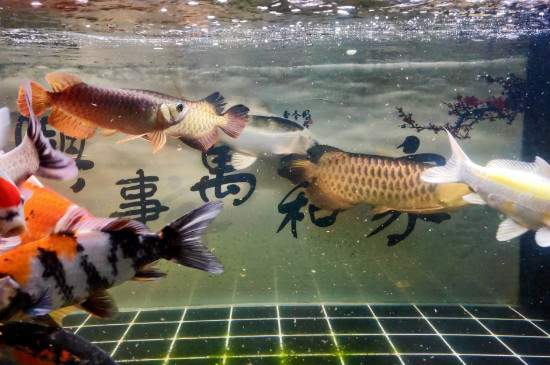 龙鱼总上下游什么原因