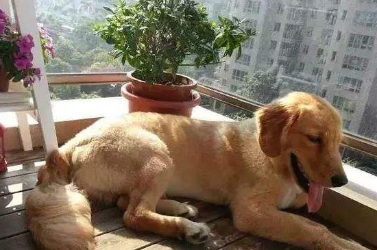 狗怕不怕热