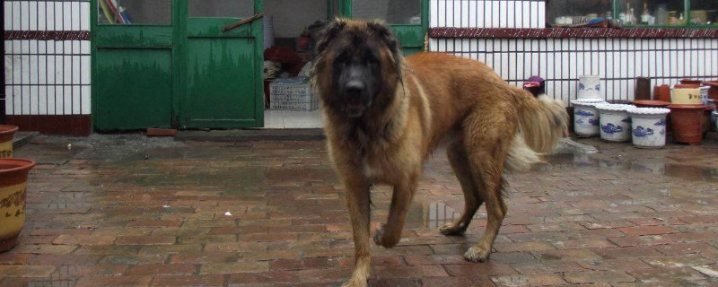 高加索犬一个月开销