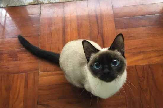 可以把猫关在家里几天