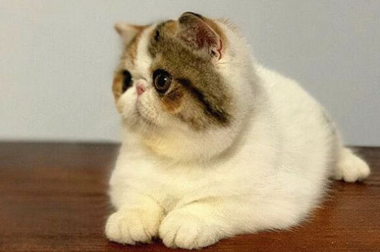 养波斯猫的缺点