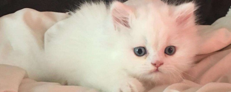 小猫鼻孔两侧有黑黑的