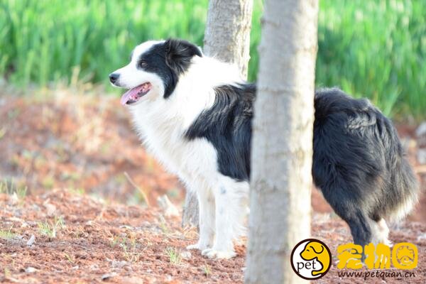 边境牧羊犬是最聪明的狗，学习能力强却喜欢自作聪明