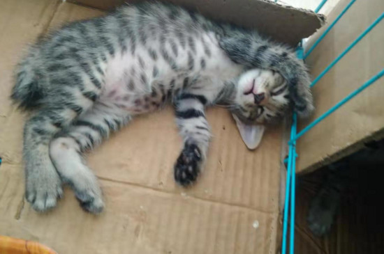 母猫宫缩是什么样的