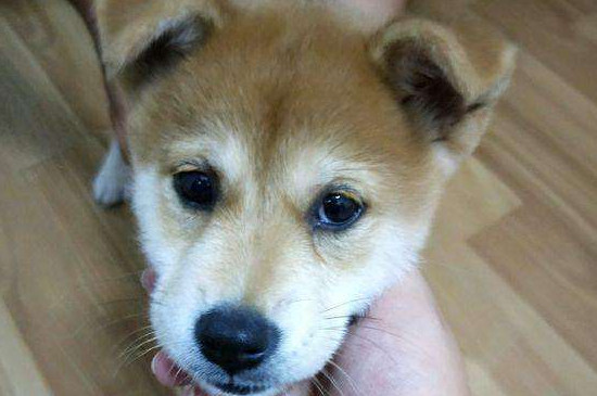 狗会自己得犬瘟吗