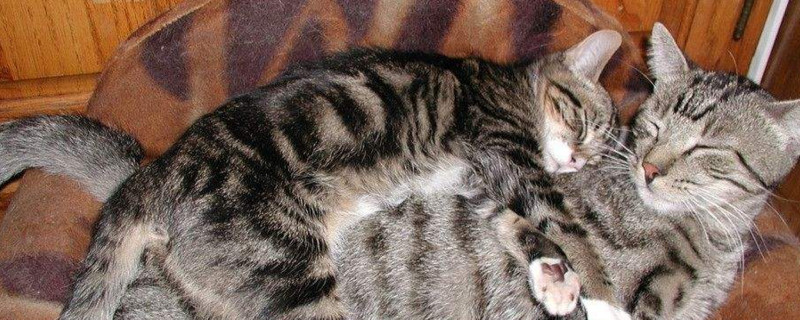 猫在沙发上尿怎么办