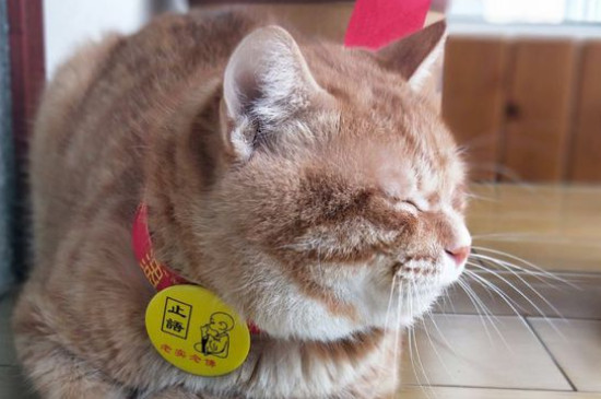 橘猫为什么很少母的