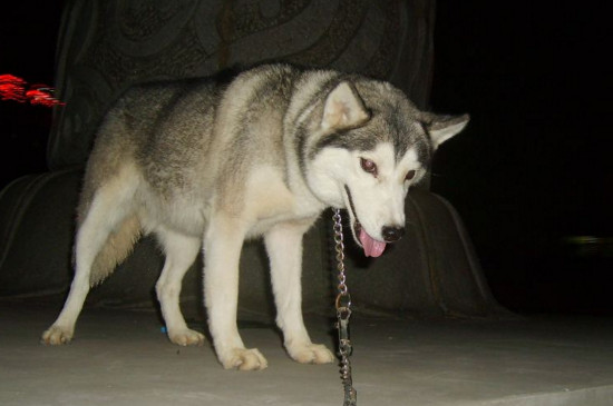 哈士奇为什么不能当警犬，二哈当警犬有三种后果