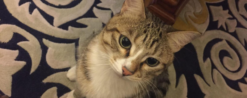 猫咪被打后怎么安抚