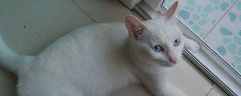 猫白色皮屑但没掉毛