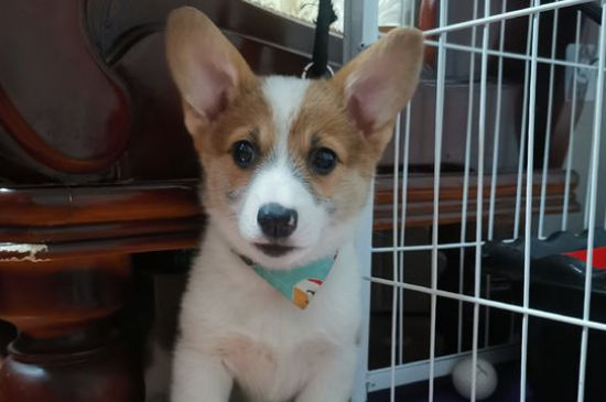 柯基犬食谱，柯基犬的营养饭怎么做