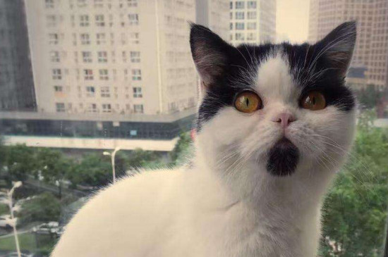 猫一天没大便只拉尿