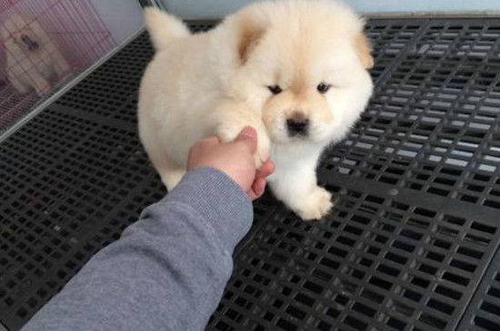 幼犬什么时候打疫苗和驱虫药