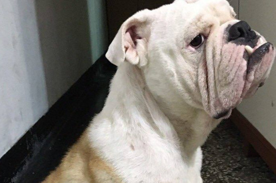 新手怎么养好斗牛犬