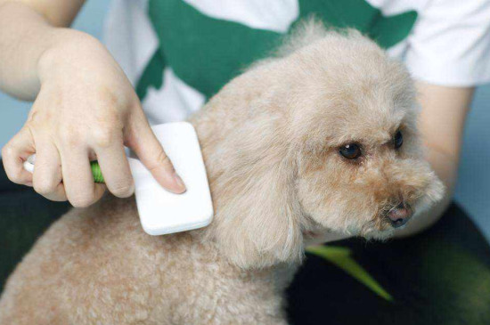 狗狗导尿毛要修剪吗